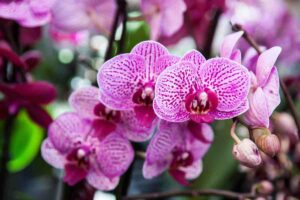 orchidea dettagli come prendersene cura