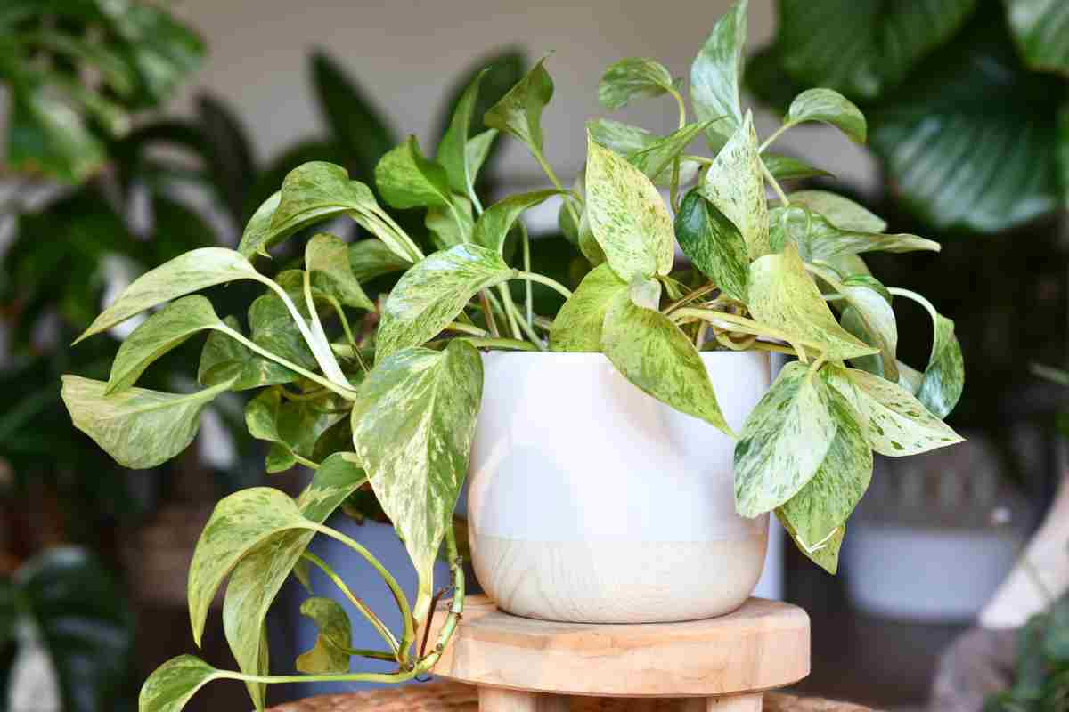 Sansevieria, Aloe e Pothos fwebmagazine.it